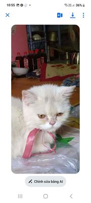 Mèo lai lông mềm mại