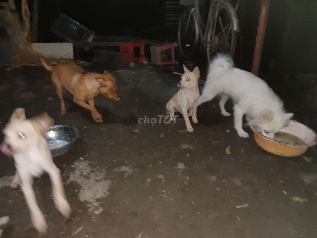 Bán đàn chó nhà nuôi. Mua bán Chó tại Huyện Thường Tín Hà Nội được đăng bởi A Dung hình 2