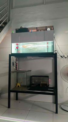 chia sẻ đam mê cá cảnh