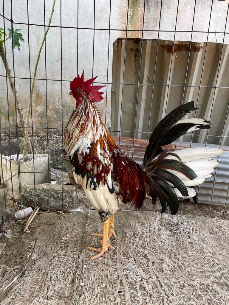 Gà cảnh Đực Đa sắc 2.7-2.9kg. Mua bán Gà tại Huyện Trần Đề Sóc Trăng được đăng bởi bao pham hình 1