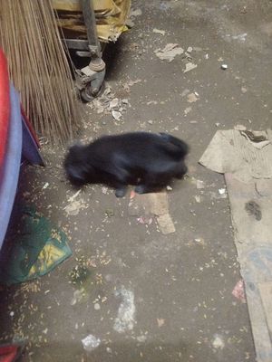 Bán chó con 2 tháng tuổi
