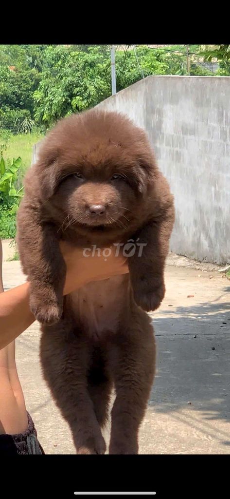 Chó Gấu Bắc Hà đực. Mua bán Chó tại Thành phố Thủ Đức Tp Hồ Chí Minh được đăng bởi cho H mong hình 1