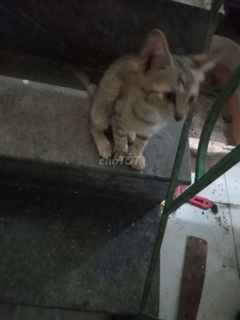 Mèo lai 2 tháng tuổi dễ nuôi giá rẻ. Mua bán Mèo tại Quận Hoàng Mai Hà Nội được đăng bởi nguyenthudiep hình 1