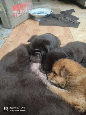Chó Gấu Bắc Hà 3 tháng đã tiêm