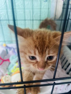 Mèo anh lông dài màu cam dưới 3 tháng tuổi. Mua bán Mèo tại Quận Tân Phú Tp Hồ Chí Minh được đăng bởi Kim Thư