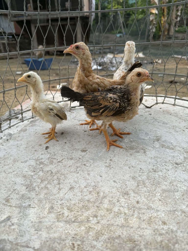 Tre Bắc Gà con giống nhỏ nhiều màu. Mua bán Gà tại Thành phố Cao Lãnh Đồng Tháp được đăng bởi Gà Đồng Thap hình 1