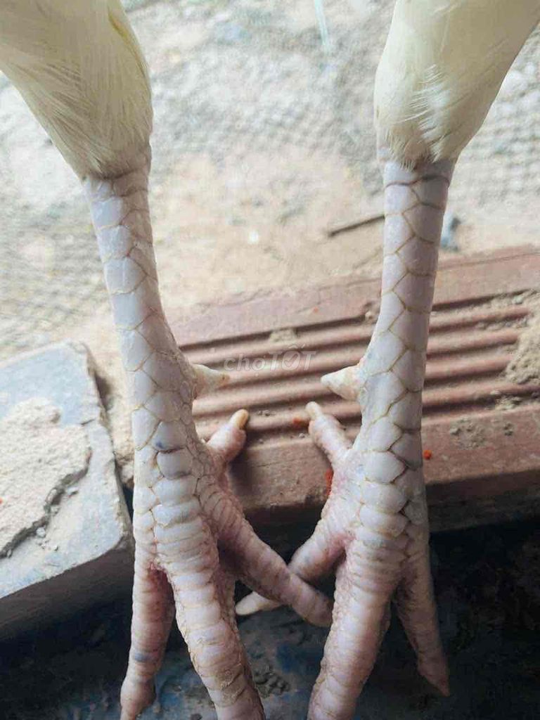 úa 2kg8. Mua bán Gà tại Huyện Châu Thành Sóc Trăng được đăng bởi Di Khương hình 1