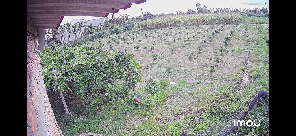 Cần bán đất vườn trang trại nhà yến.