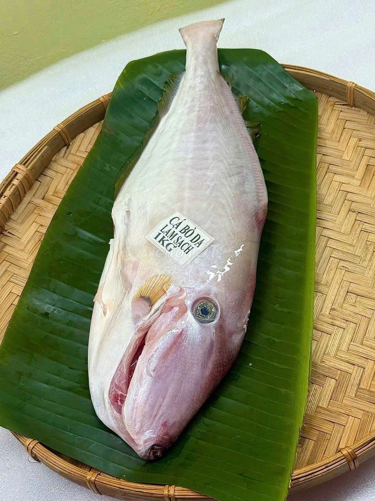 CÁ MÚ ĐỎ ÉN CÂU. Mua bán Đồ ăn, thực phẩm và các loại khác tại Huyện Hóc Môn Tp Hồ Chí Minh được đăng bởi Lê Kim Hân  hình 3