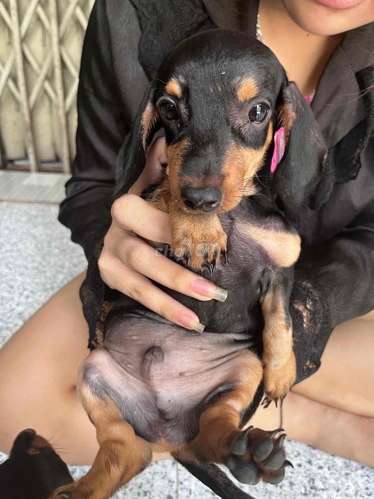 Chó Lạp Xưởng Đực Đen Vàng. Mua bán Chó tại Huyện Bình Chánh Tp Hồ Chí Minh được đăng bởi Ph Thii Như Ýyy hình 1