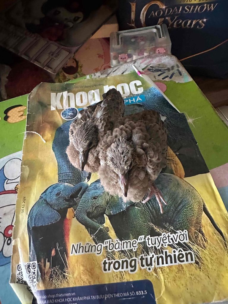 bán cu gáy non. Mua bán Chim tại Quận Cẩm Lệ Đà Nẵng được đăng bởi Khanh hình 1