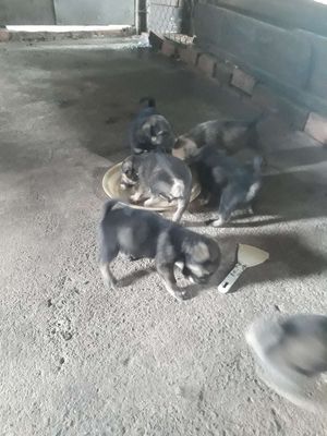 nhà có bầy chó cỏ lai nhật xù. Mua bán Chó tại Huyện Long Thành Đồng Nai được đăng bởi phương thế ngọc