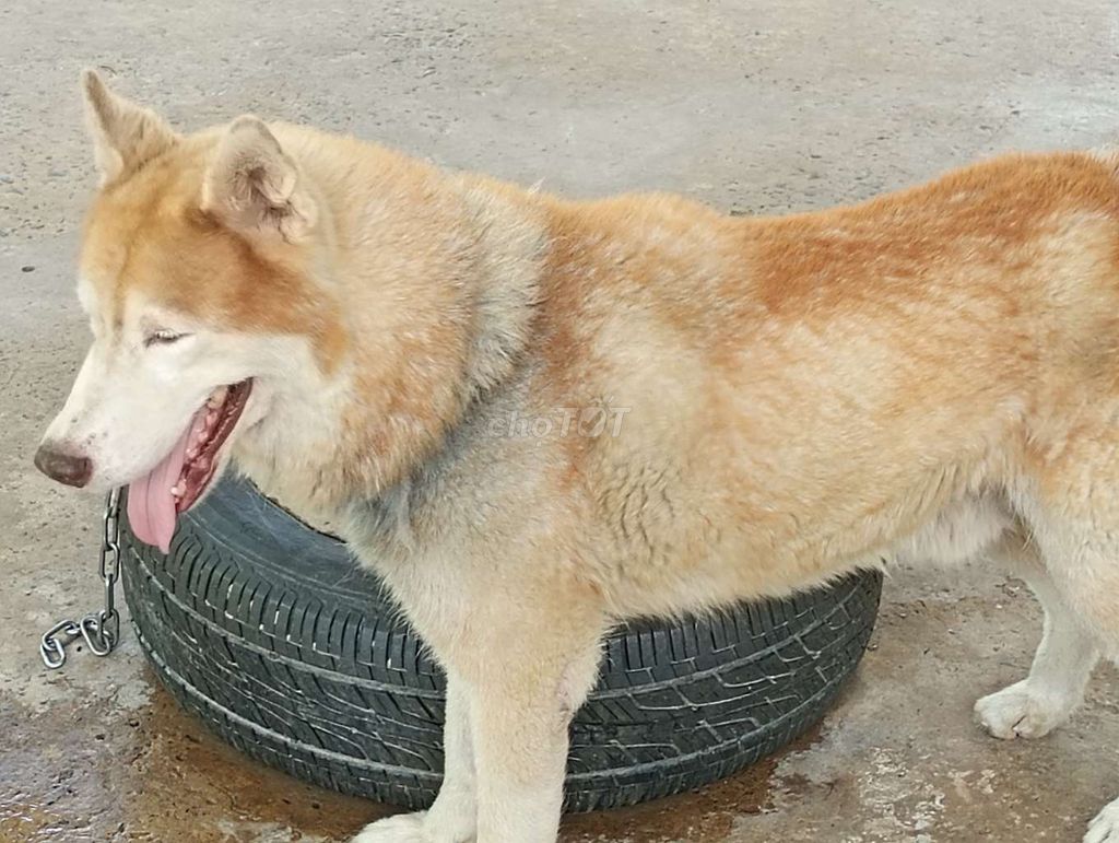 Chó Husky Đực Nâu trắng Lông bóng dợn. Mua bán Chó tại Quận Ninh Kiều Cần Thơ được đăng bởi Nhân Rottweiler  hình 1