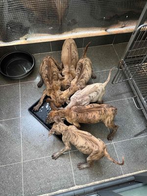 phú quốc 2 tháng lưỡi đen