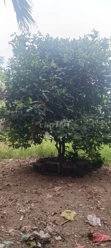 Cây mận khỏe mạnh đang ra quả. Mua bán Cây cảnh, đồ trang trí tại Quận Cẩm Lệ Đà Nẵng được đăng bởi linh hình 1