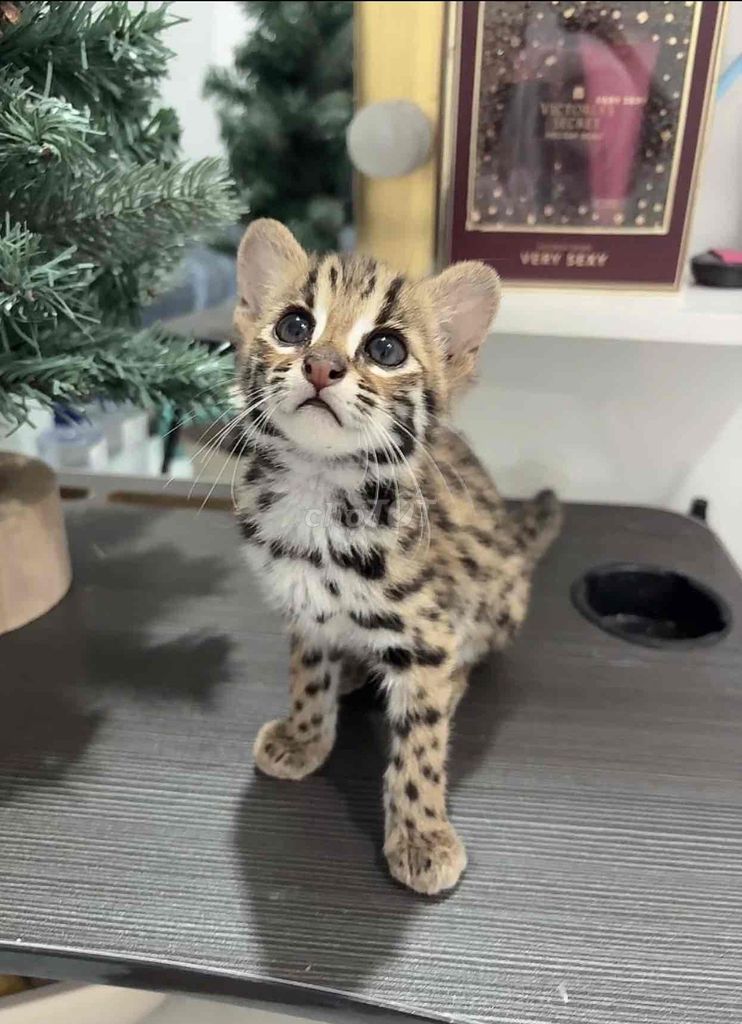 Bé cái nét đẹp hoang dã. Mua bán Mèo tại Quận 12 Tp Hồ Chí Minh được đăng bởi Gy hình 1