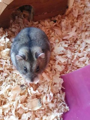 Hamster ww hơn 1 tháng tuổi