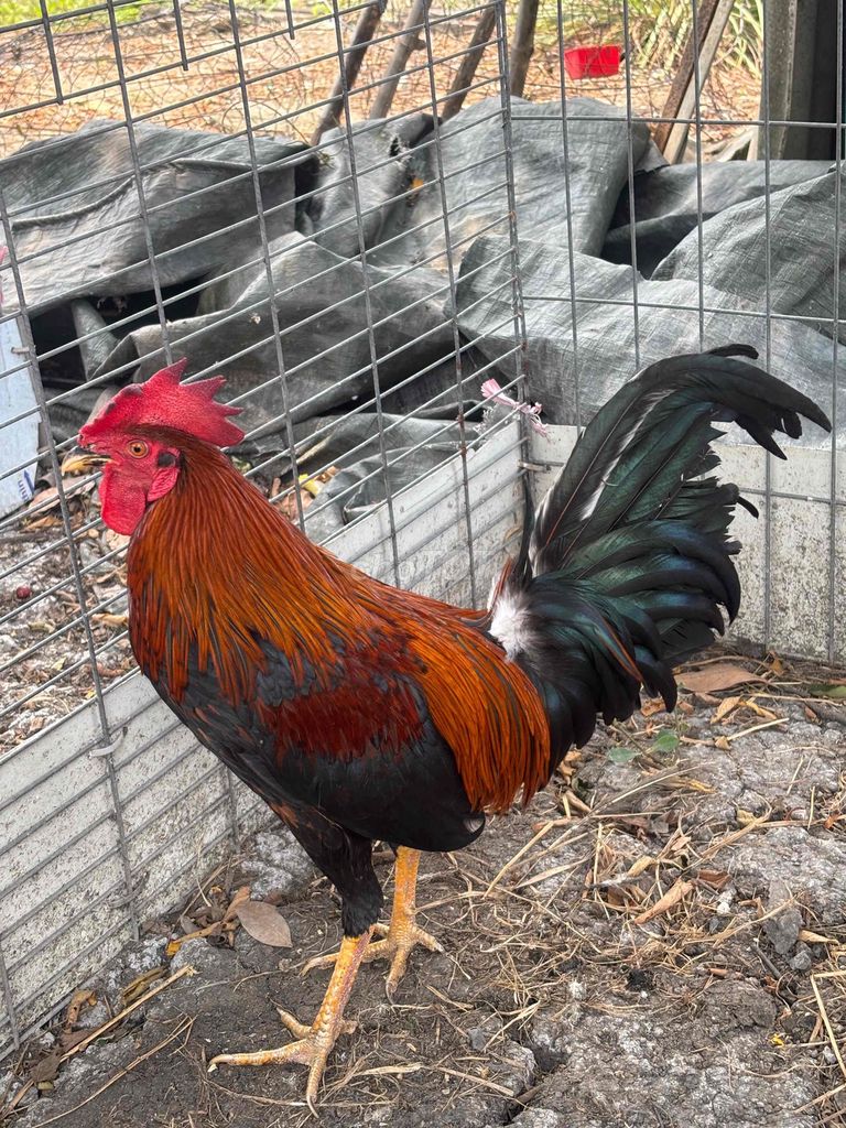 Gà Cuban Rin. Mua bán Gà tại Huyện Bình Chánh Tp Hồ Chí Minh được đăng bởi đời bạc hình 1