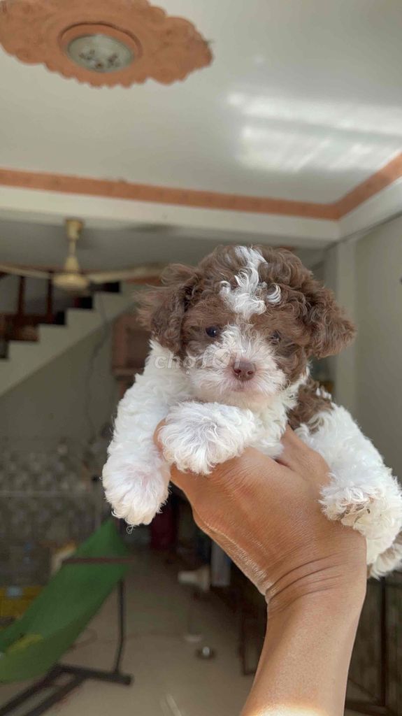 Chó Poodle Bò Socola Siêu phẩm Teacup cực hiếm