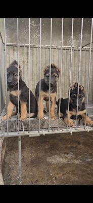 Chó Béc giê Đức 2 tháng