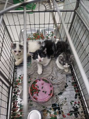 📢 BÁN MÈO CON SIÊU DỄ THƯƠNG 🐱