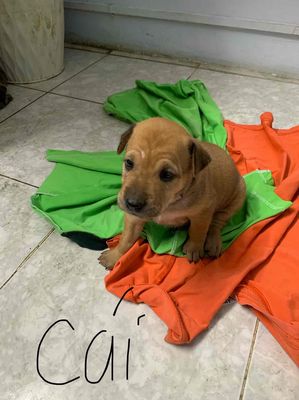 TÌM NHÀ MỚI CHO MẤY ẺM. Mua bán Chó tại Quận Tân Bình Tp Hồ Chí Minh được đăng bởi Bích Tiên