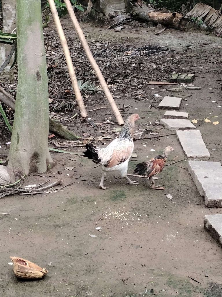 Gà mái nòi . Mua bán Gà tại Huyện Mỏ Cày Bắc Bến Tre được đăng bởi khang hình 1