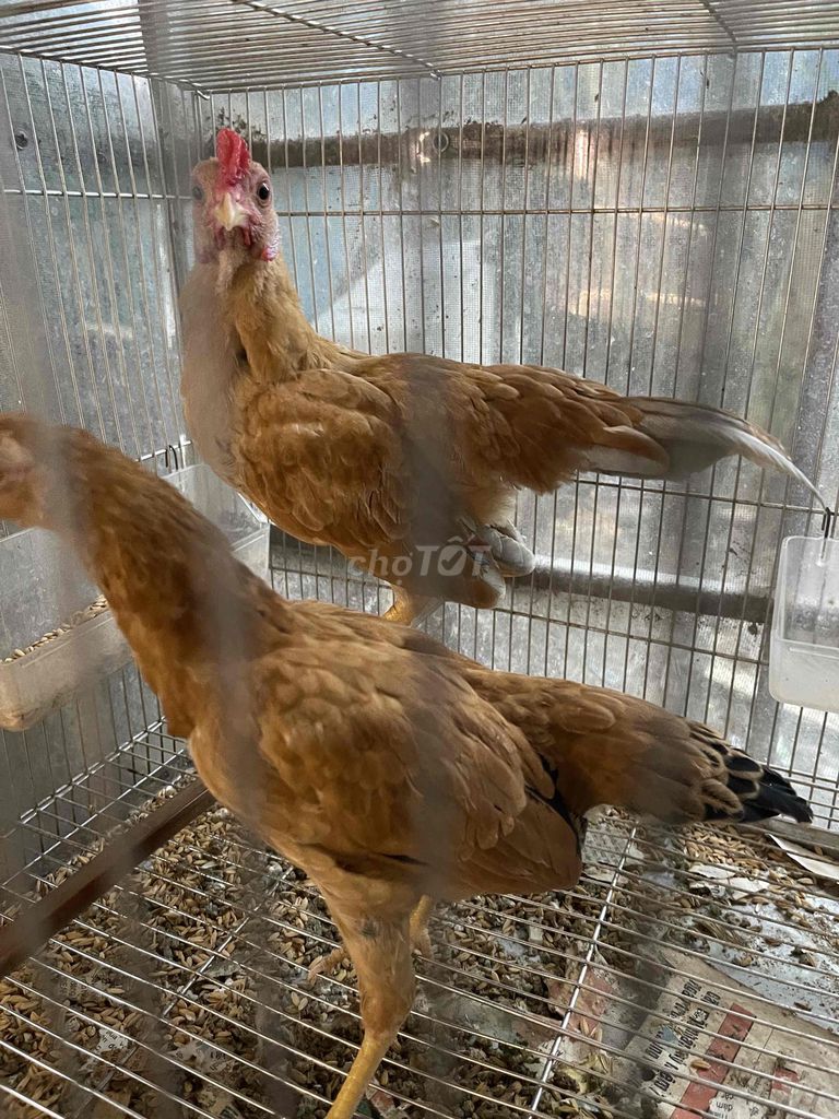 Gà Bắc Cộc trống mái 5 tháng. Mua bán Gà tại Quận Bắc Từ Liêm Hà Nội được đăng bởi Bird hình 1