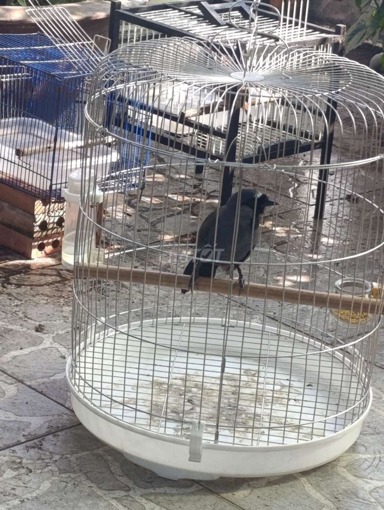 Chim KTL, xờ gãi vô tư. Mua bán Chim tại Quận Tân Phú Tp Hồ Chí Minh được đăng bởi Bảo  hình 1