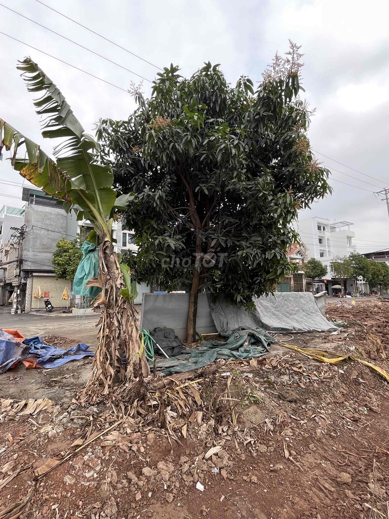 Xoài tượng quả to, nhiều quả. Mua bán Cây cảnh, đồ trang trí tại Huyện Hoài Đức Hà Nội được đăng bởi Vu Dang hình 1