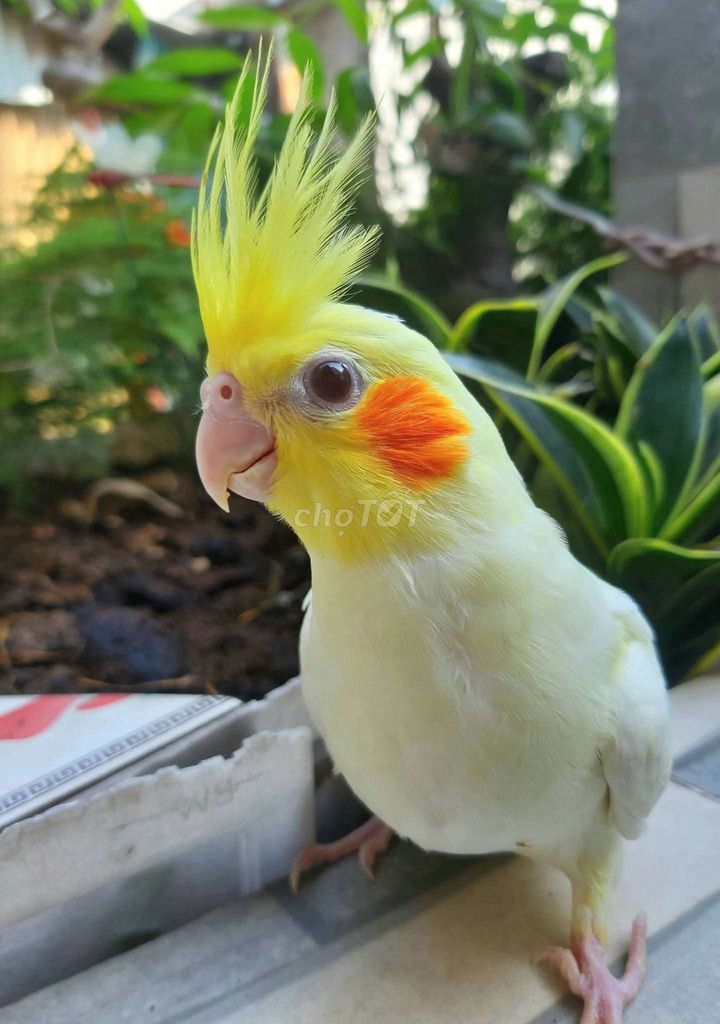 Vẹt pikachu Cockatiel ngoan hiền dễ chăm. Mua bán Chim tại Quận Gò Vấp Tp Hồ Chí Minh được đăng bởi Vẹt Cảnh Sài Gòn hình 1