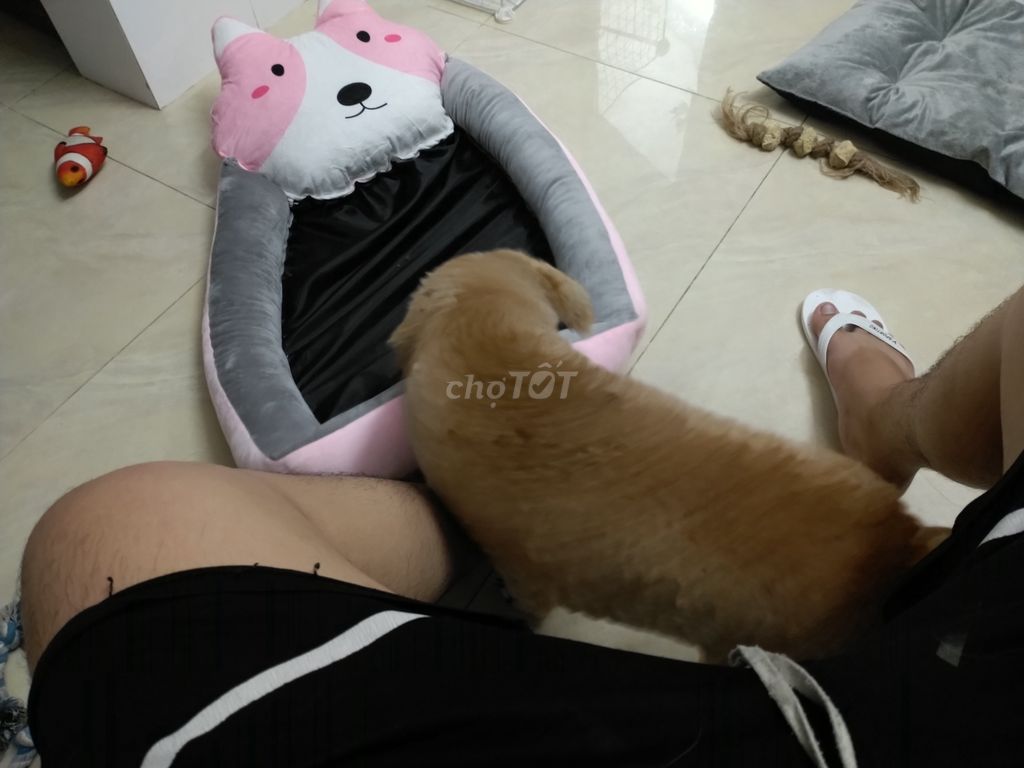 Chó Poodle Toy 6 tháng màu Nâu. Mua bán Chó tại Quận Tân Phú Tp Hồ Chí Minh được đăng bởi Nguyễn nhật hiếu hình 1