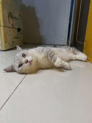 Thanh lý Munchkin Silver Tabby Đực. Mua bán Mèo tại Quận 7 Tp Hồ Chí Minh được đăng bởi CôCa Pet Shop