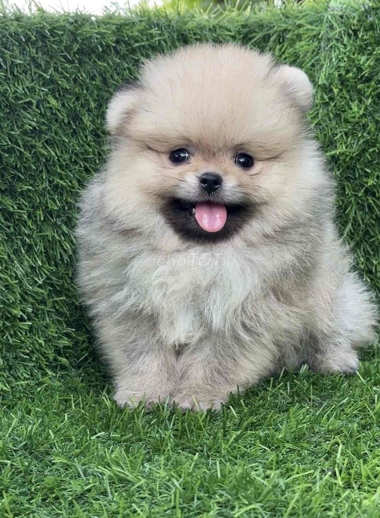 Pom mini Cún tại nhà. Mua bán Chó tại Huyện Bình Chánh Tp Hồ Chí Minh được đăng bởi Huỳnh Chân hình 7