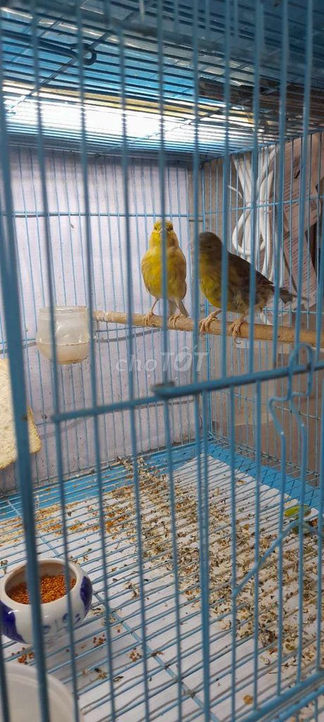 Chim Thanh yến mái 12 tháng. Mua bán Chim tại Quận Tân Bình Tp Hồ Chí Minh được đăng bởi Nguyễn Viết Minh hình 1