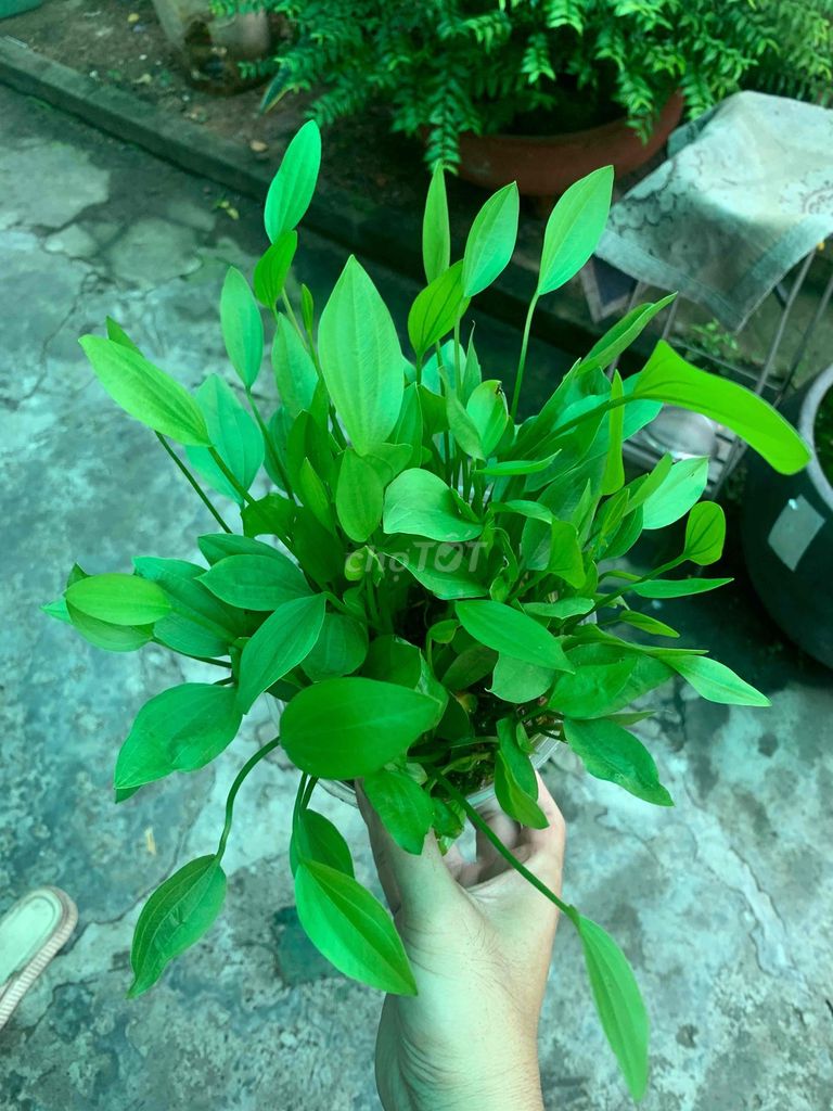Cây thủy sinh Xanh lá Khỏe mạnh. Mua bán Phụ kiện, Thức ăn, Dịch vụ tại Thành phố Thủ Dầu Một Bình Dương được đăng bởi ĐTK hình 1