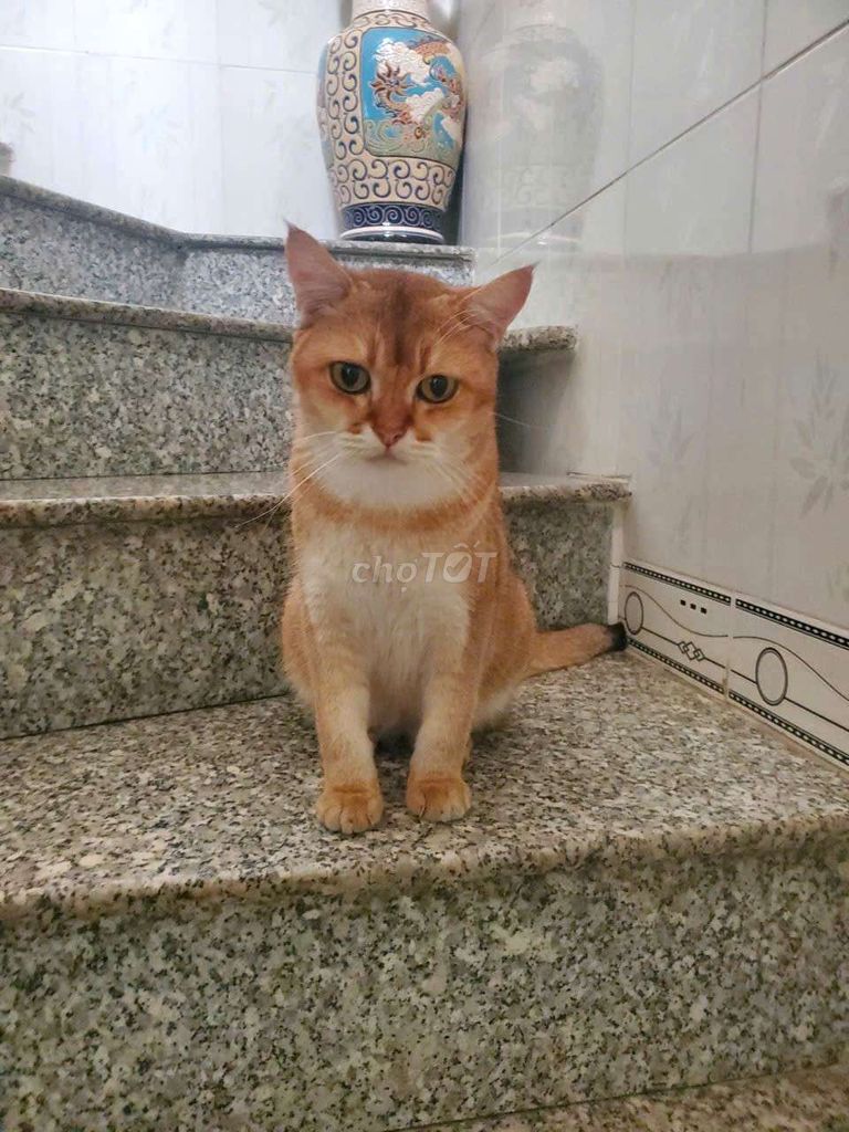 Mèo Black Golden Vàng Thân thiện Khỏe mạnh. Mua bán Mèo tại Thành phố Biên Hòa Đồng Nai được đăng bởi Vinh Lê hình 1