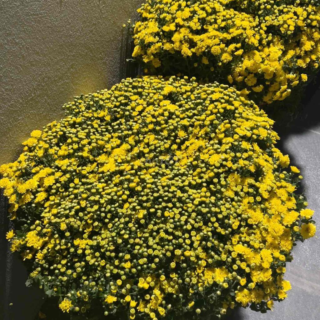 Hoa Tết Vàng Cây cảnh. Mua bán Cây cảnh, đồ trang trí tại Huyện Quảng Xương Thanh Hóa được đăng bởi chu chu hình 1