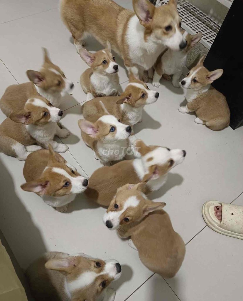 Chó Corgi Nâu trắng đã tiêm phòng. Mua bán Chó tại Quận Liên Chiểu Đà Nẵng được đăng bởi Anh Pet Shop hình 1