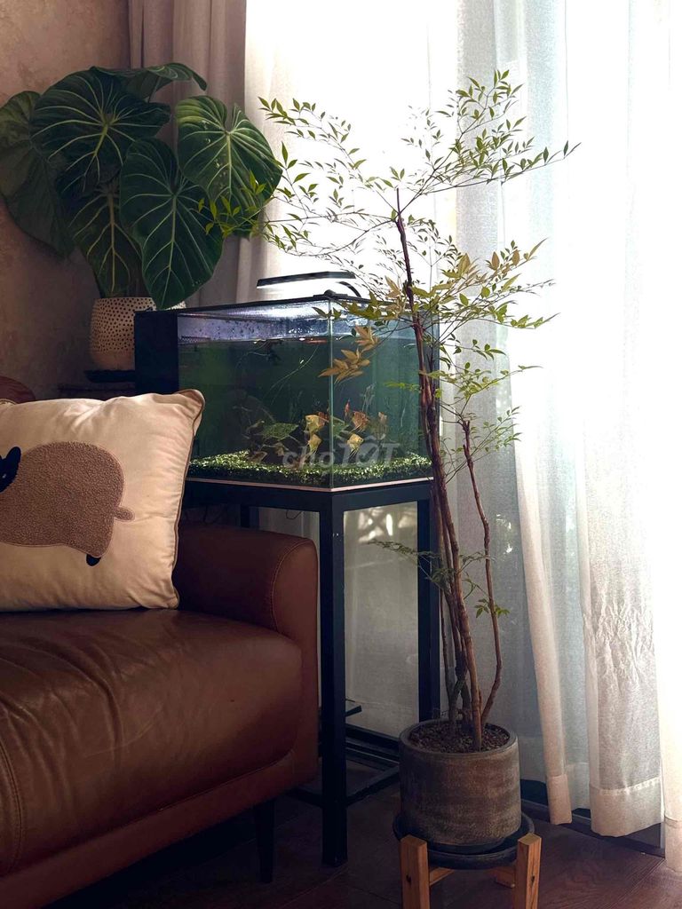 Cây cảnh Nam Thiền Trúc 1m trong nhà. Mua bán Cây cảnh, đồ trang trí tại Thành phố Thủ Đức Tp Hồ Chí Minh được đăng bởi Đinh Thị Phương Thảo hình 1