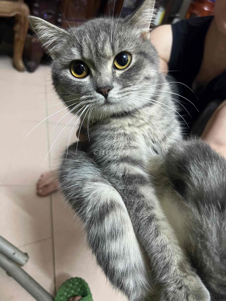 Mèo Anh lông ngắn xám thân thiện đã tiêm phòng. Mua bán Mèo tại Huyện Hoài Đức Hà Nội được đăng bởi Minh hình 1
