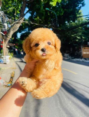 Chó Poodle Nâu vàng thân thiện đã tiêm phòng