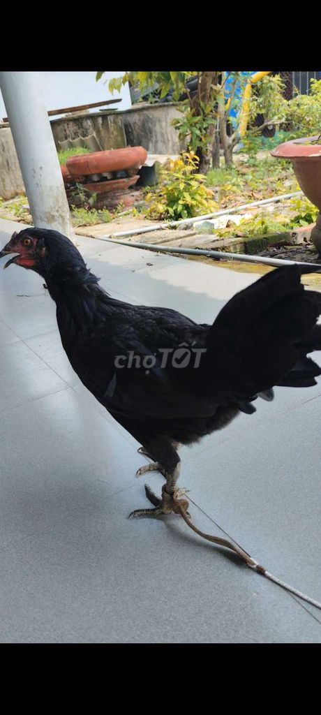Gà Ô Mái Thái Mỹ tơi 5thang #32. Mua bán Gà tại Huyện Châu Thành Long An được đăng bởi Phuc Ga My hình 1