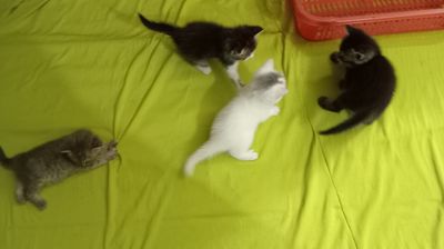 5 bé mèo ALN t2 tháng ròn trịa như những cục bông. Mua bán Mèo tại Huyện Thường Tín Hà Nội được đăng bởi Chú Lê