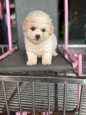 Chó Poodle Tiny đực nhỏ. Mua bán Chó tại Thị xã Tân Uyên Bình Dương được đăng bởi tùng 