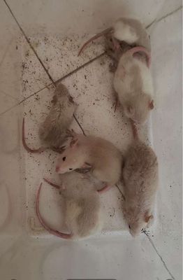Dumbo và Fancy Rat có lông xoăn và lông thường ạk. Mua bán Thú cưng khác tại Thành phố Sóc Trăng Sóc Trăng được đăng bởi Nguyễn Tài