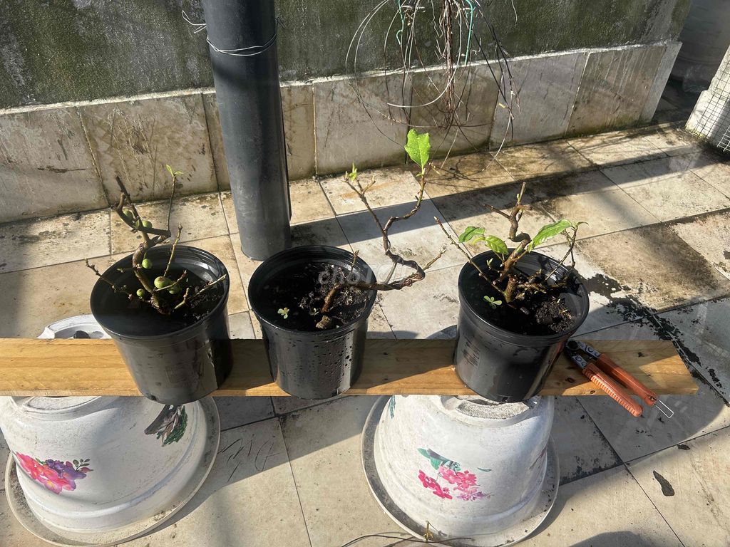 Cây sung mini Cây già Đã cho trái. Mua bán Cây cảnh, đồ trang trí tại Quận Cẩm Lệ Đà Nẵng được đăng bởi nguyễn trường thông hình 1