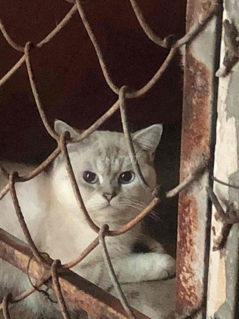 mèo anh lông ngắn. Mua bán Mèo tại Huyện Long Điền Bà Rịa - Vũng Tàu được đăng bởi biều thị hải yên  hình 1