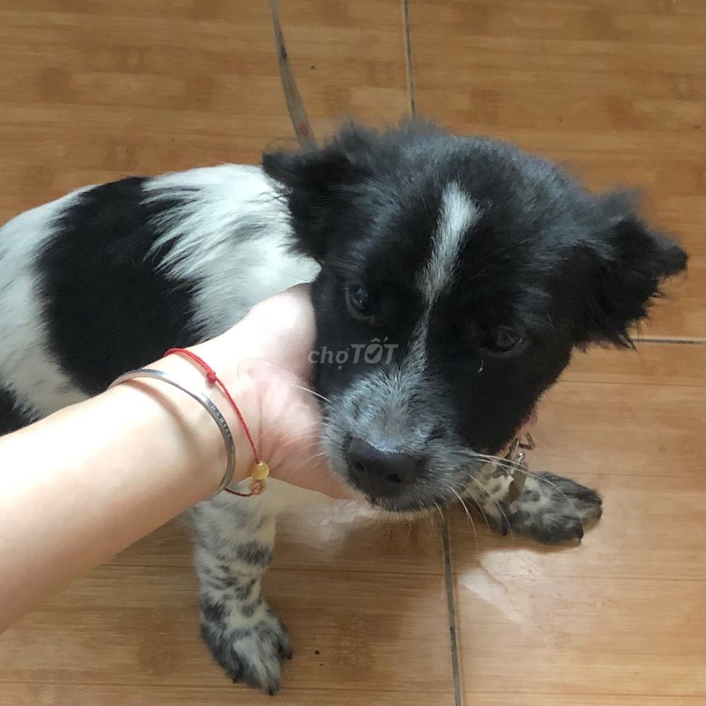 Cần bán bé cún lông xù, chân ngắn