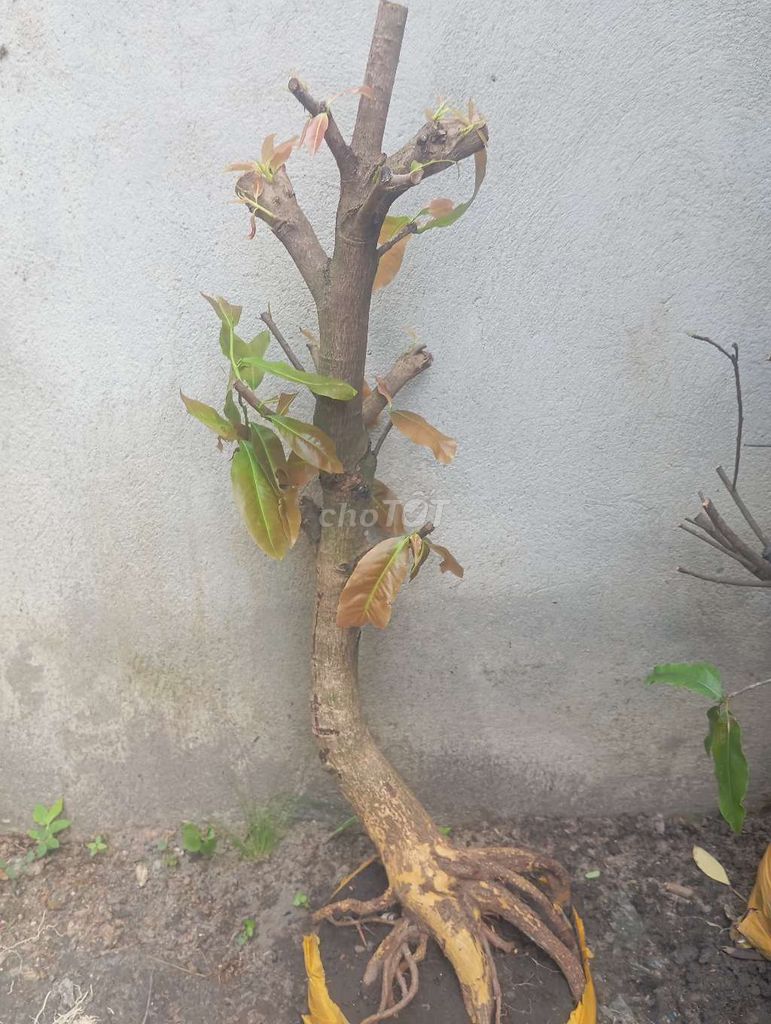 Mai Giảo Thủ Đức 70cm Dáng Nghiêng Tàng Thông. Mua bán Cây cảnh, đồ trang trí tại Huyện Củ Chi Tp Hồ Chí Minh được đăng bởi Cây kiểng giá rẻ LT3 hình 1